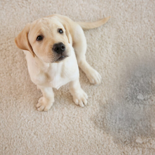 Animales de companía